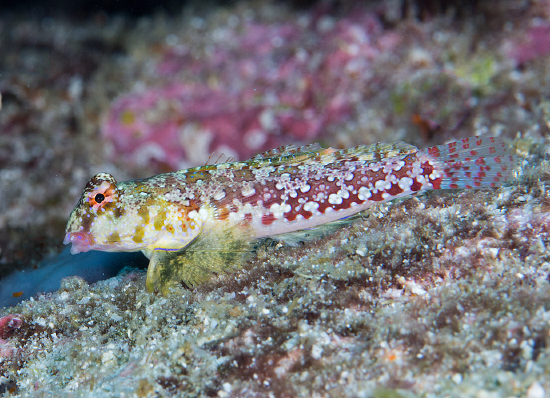  Synchiropus moyeri   (Ruby Red Dragonet, Moyer’s Dragonet)